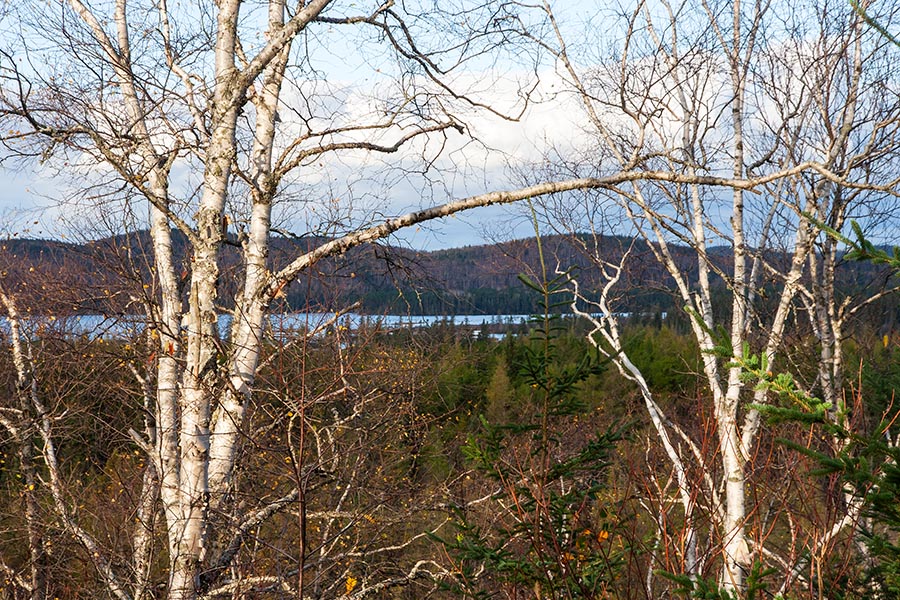 Through the Naked Birches
